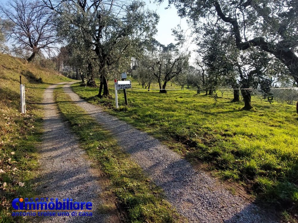 montecatini-terme-collinare-casa-terreno-olivi-panoramica-soleggiata-sogno 15