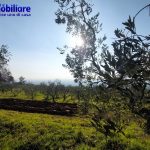 montecatini-terme-collinare-casa-terreno-olivi-panoramica-soleggiata-sogno 29