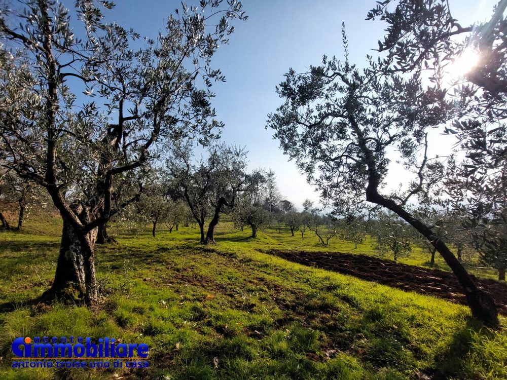 montecatini-terme-collinare-casa-terreno-olivi-panoramica-soleggiata-sogno 30