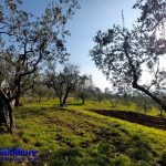 montecatini-terme-collinare-casa-terreno-olivi-panoramica-soleggiata-sogno 30